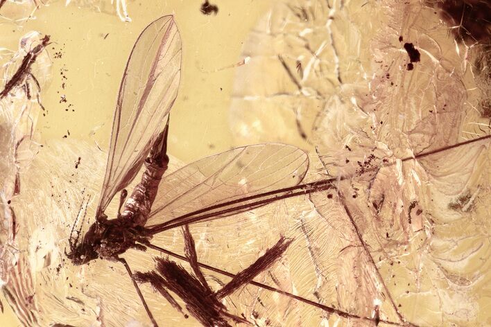 Fossil Crane Fly (Limoniidae) In Baltic Amber #310918